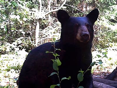 Bear Bowhunt: More Bear Pics – Bowhunting.Net