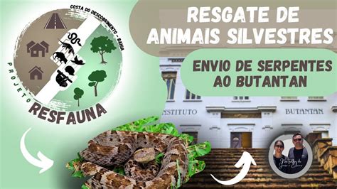 Resgate Animais Silvestres Projeto Resfauna Envio De Serpentes Ao