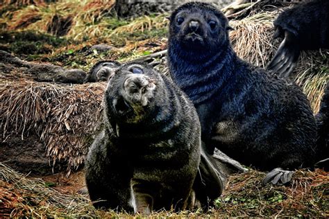 Northern Fur Seal Food Study Post 5 Noaa Fisheries