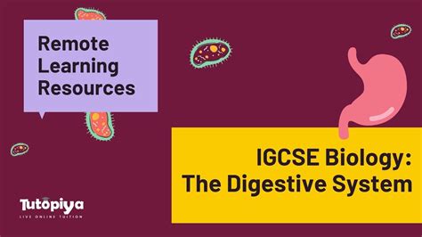 The Digestive System Cambridge Igcse Edexcel And Gce Biology Youtube