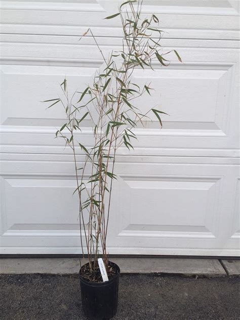 Fargesia Scabrida Bamboo Live Plant Gallon Pot Size Etsy