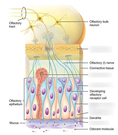 Olfactory Epithelium Diagram Quizlet