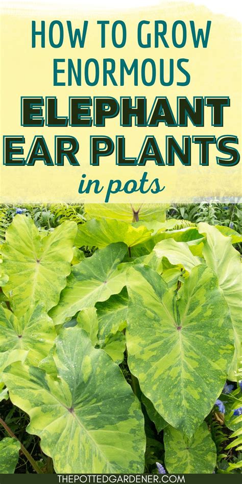 Step By Step Growing Elephant Ears In Pots Successfully The Potted