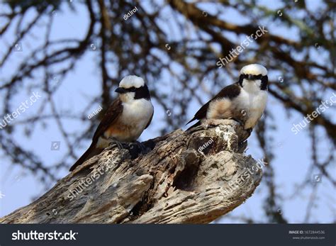 African Bird Serengeti National Park Tanzania Stock Photo