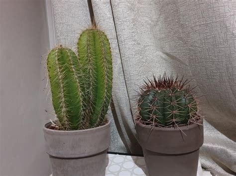 Cactus identification help : r/cactus