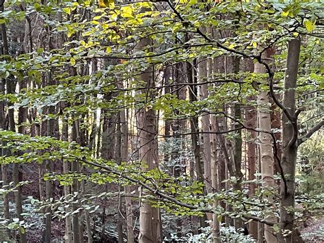 Stop planting more trees in your life - Alison Smith