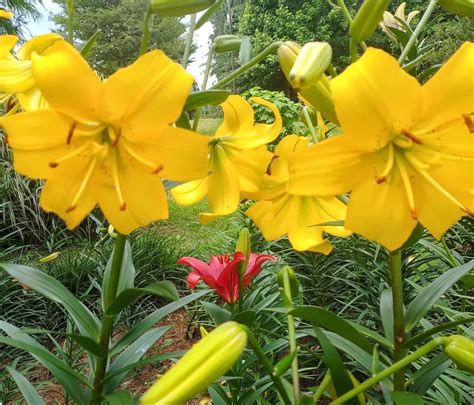 Photo of the entire plant of Lily (Lilium 'Pearl Melanie') posted by ...