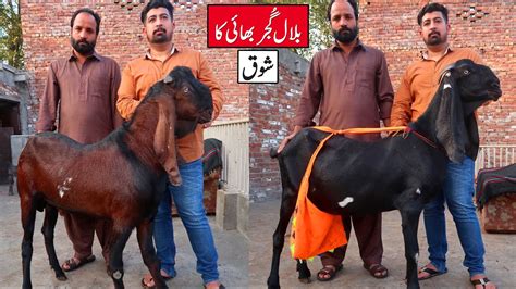 Amritsari Beetal Goats Breeding Setup Teddy Goats Of Bilal Gujjar