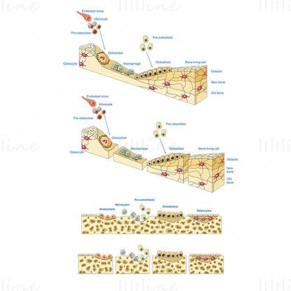 Trabecular Bone Vector