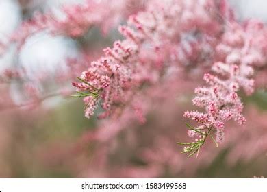 Light Pink Background Delicate Tamarix Flowers Stock Photo 1583499568 ...