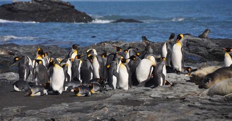 Meet Penguinologist Dr Tom Hart Quark Expeditions