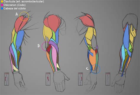 Brazos Dibujo Anatomia Brazo Dibujo Musculos NBKomputer