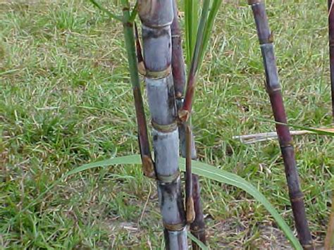 Sugarcane Stem