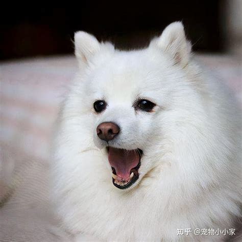 为什么养“银狐犬”的人很少？原来是这几点让人难以接受 知乎