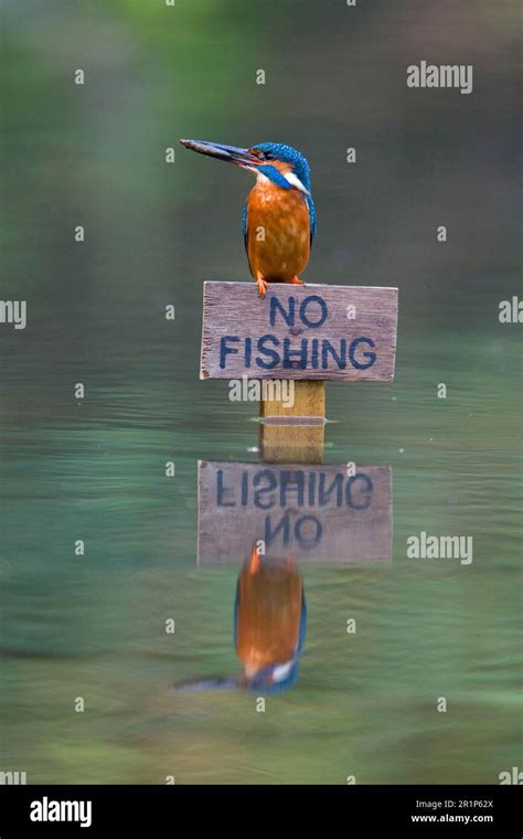 Common Kingfisher Alcedo Atthis Adult Male Feeding With Three