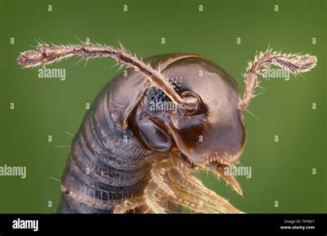 Myriapoda hi-res stock photography and images - Alamy