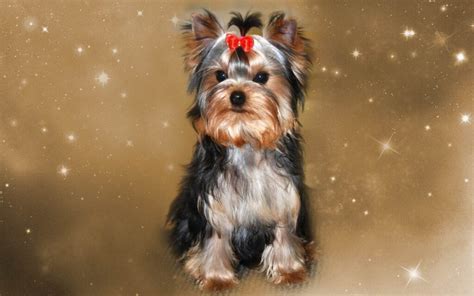 Cada cuánto se baña un Yorkshire Terrier Vimar Alfambra