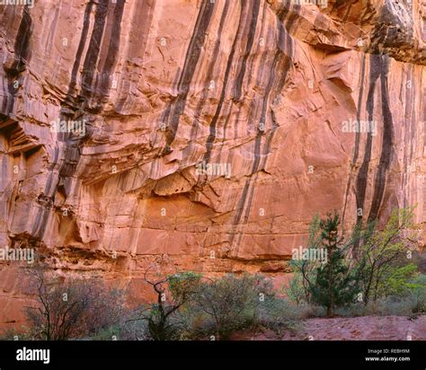 Usa Utah Capitol Reef National Park Mineral Stains Form Stripes In