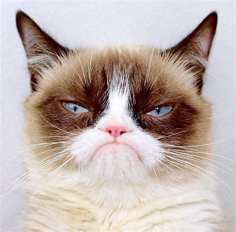 Grumpy Cat Face Good