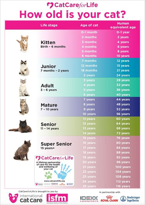 How To Tell Your Cats Age In Human Years International Cat Care Cat Years Cat Care Cat Ages