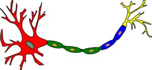 Neuron-colored Clip Art at Clker.com - vector clip art online, royalty free & public domain