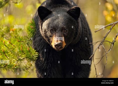 American Black Bear Ursus Americanus Feeding On Grasses And