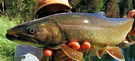 Dolly Varden On The Fly Alaska Fishing Rambling Angler Outdoors