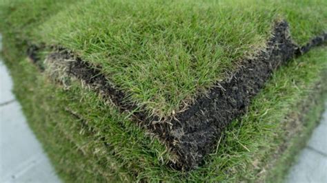 The Best Grass For Shade In Florida Sod Solutions