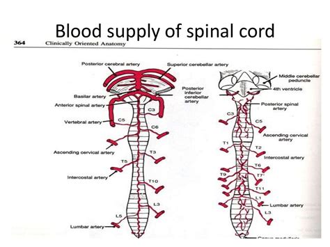 Spinal Anaesthesia - Anatomy & Physiology