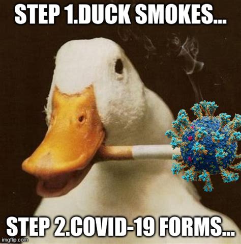 Smoking Duck Imgflip