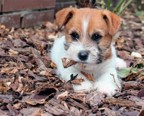 Criadores De Jack Russell En Espa A Y Precios Smylepets