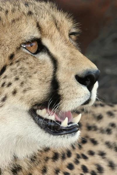 Pictures Cute Cheetah Cubs Cute Cheetah Cub — Stock Photo