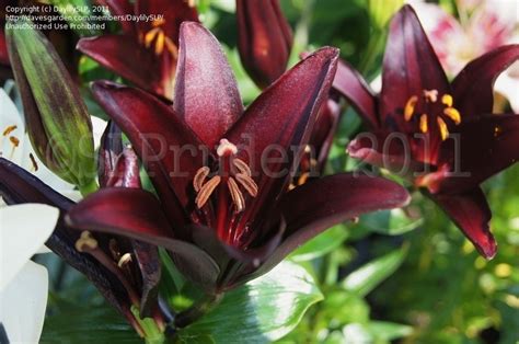 PlantFiles Pictures: Asiatic Lily 'Landini' (Lilium) by Akasha777