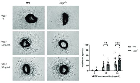 Ex Vivo Angiogenesis Representative Images And Quantification Of