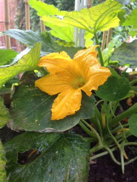 One of my personal favorites of cucumber flowers, a beautiful flowering ...