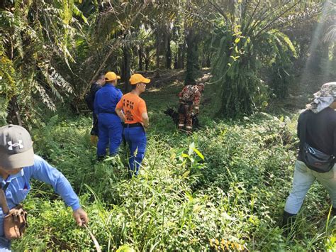 Lelaki Warga Emas Dilaporkan Hilang Ketika Cari Sayur Di Hutan Utusan