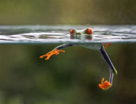 Frog Swimming Red Eyed Tree Frog Frog Tree Frogs