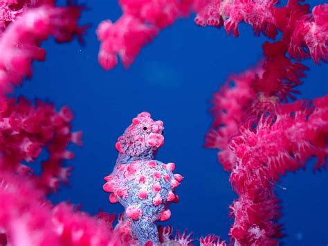 Discover 10 Different Seahorse Colors Rarest To Most Common