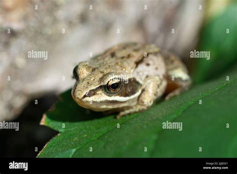 Common Toad Parotid Gland Hi Res Stock Photography And Images Alamy