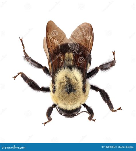 Common Eastern Bumblebee (Bombus Impatiens) Stock Photo - Image of