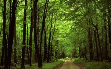 Download Greenery Forest Road Wallpaper