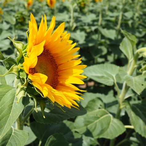O girassol helianthus é um gênero de plantas da família asteraceae ...