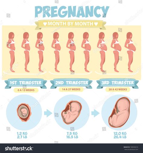 Belly Pregnancy Stages Weeks