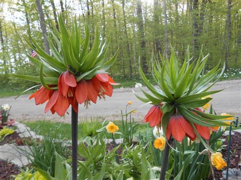 Fritillaria, Spring 2013 | Orange flowers, Flowers, Flowers and leaves