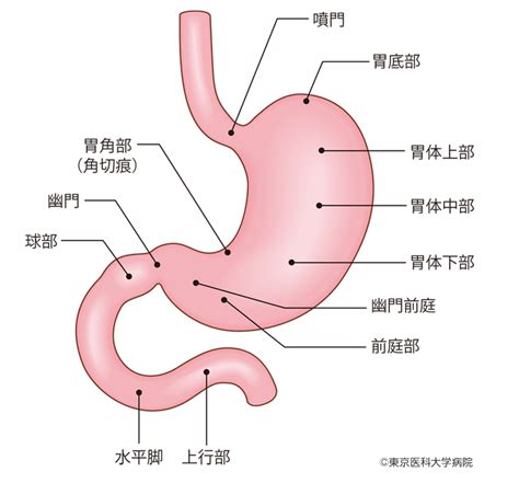 胃がんの基礎知識｜胃がん 西新宿の地で がんに挑む 東京医科大学病院