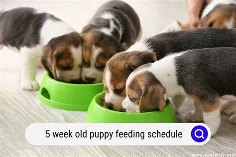 5 Week Old Puppy Feeding Schedule Guide Oodle Life