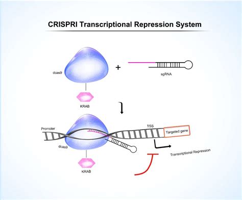 GeneHero CRISPRi Stable Cell Lines GeneCopoeia