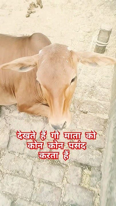 गाय माता गौ माता गऊ माता। जय श्री राम Ytshorts Viral Farmer Gaumata Cow Gausevasangh