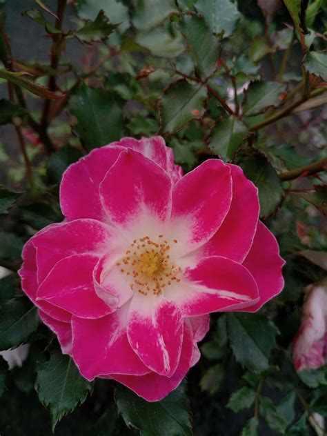 PlanetalsadРоза патио «Regensberg»: фотогалерея сорта - Planetalsad