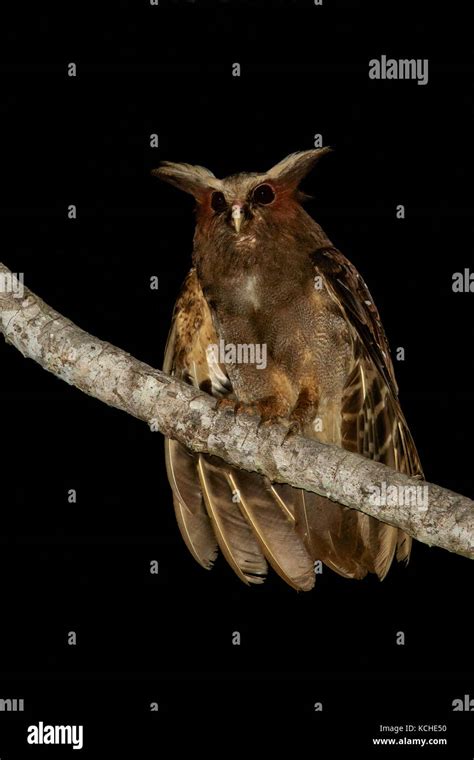 Crested Owl Lophostrix Cristata Perched On A Branch In The Amazon Of